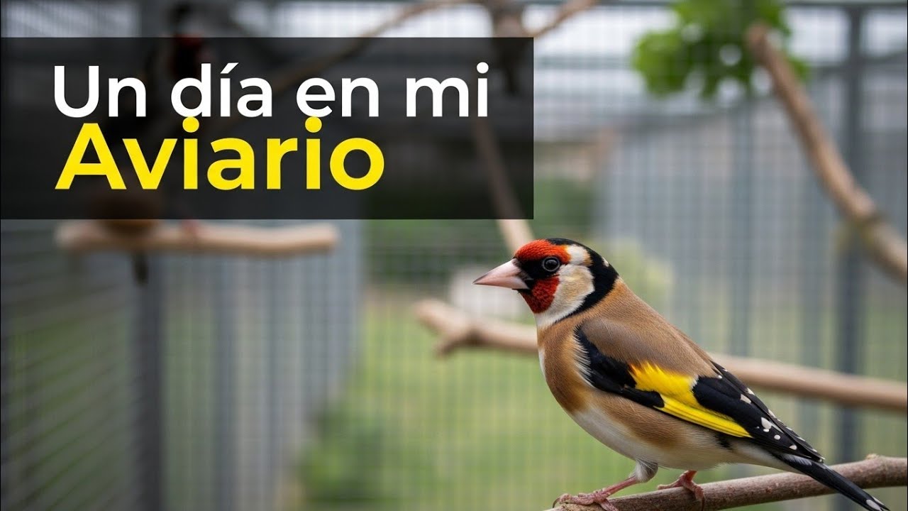 🐦 Nidos de Jilgueros y Palos Naturales #chardonneret #goldfinch #الحسون #saka