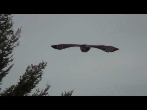 Great Gray Owl flying towards prey by Khanh Tran