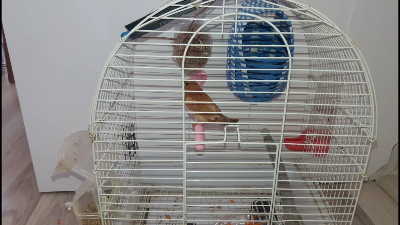 bengal ispinozu hakkında bilgi/cinsiyet ayrımı