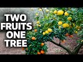 Two Fruits From One Tree Lemon Orange Grafting Technique Exposed