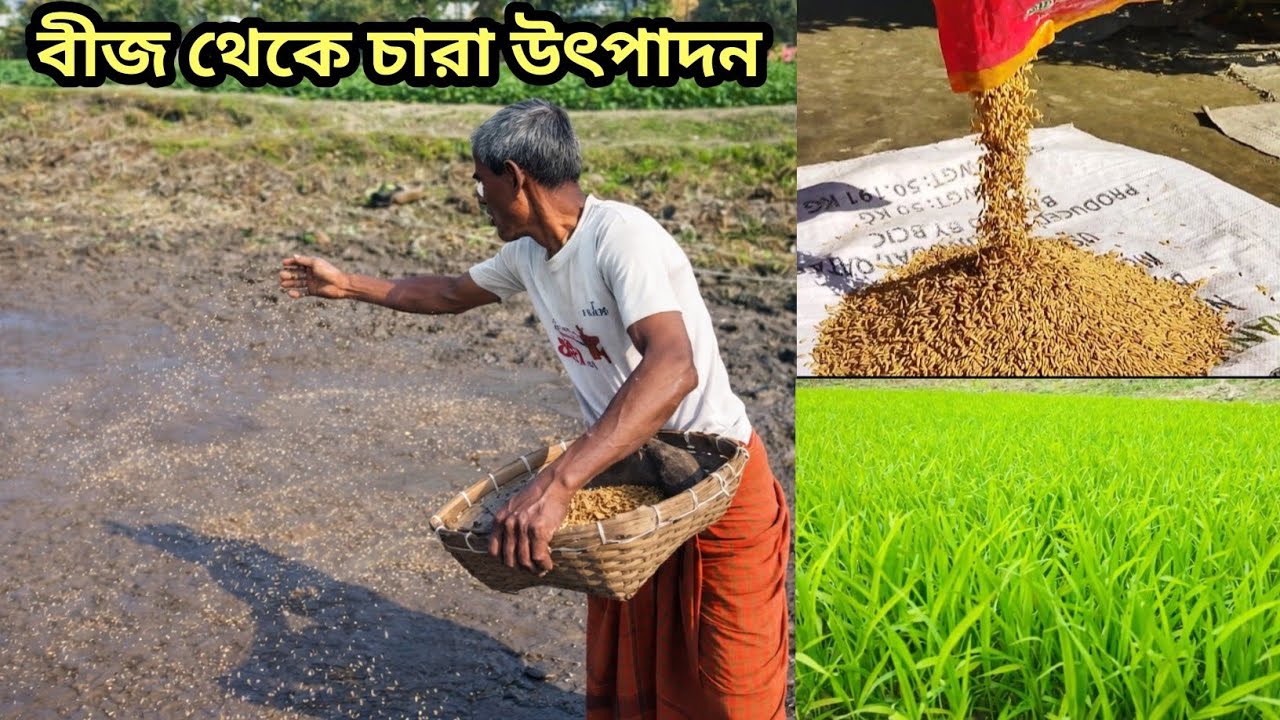 গ্রামে ধানের চারা উৎপাদনের সম্পূর্ণ পদ্ধতি | বীজ থেকে চারা উৎপাদন 🌾।Village Farming🔥