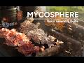 MycoSphere | Quick Assembly Guide