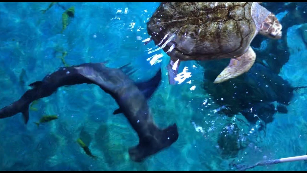 hammerhead shark feeding