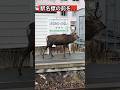 南稚内駅に鹿が乱入⁉️😱