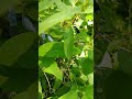очень полезная ягода