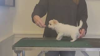 Alfredo first time on table, 9 weeks by Cindy Williams 113 views 3 months ago 2 minutes, 35 seconds