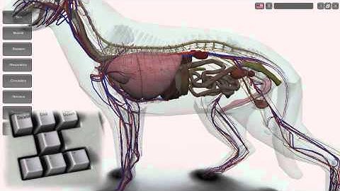 3D Canine Anatomy Software 1.1