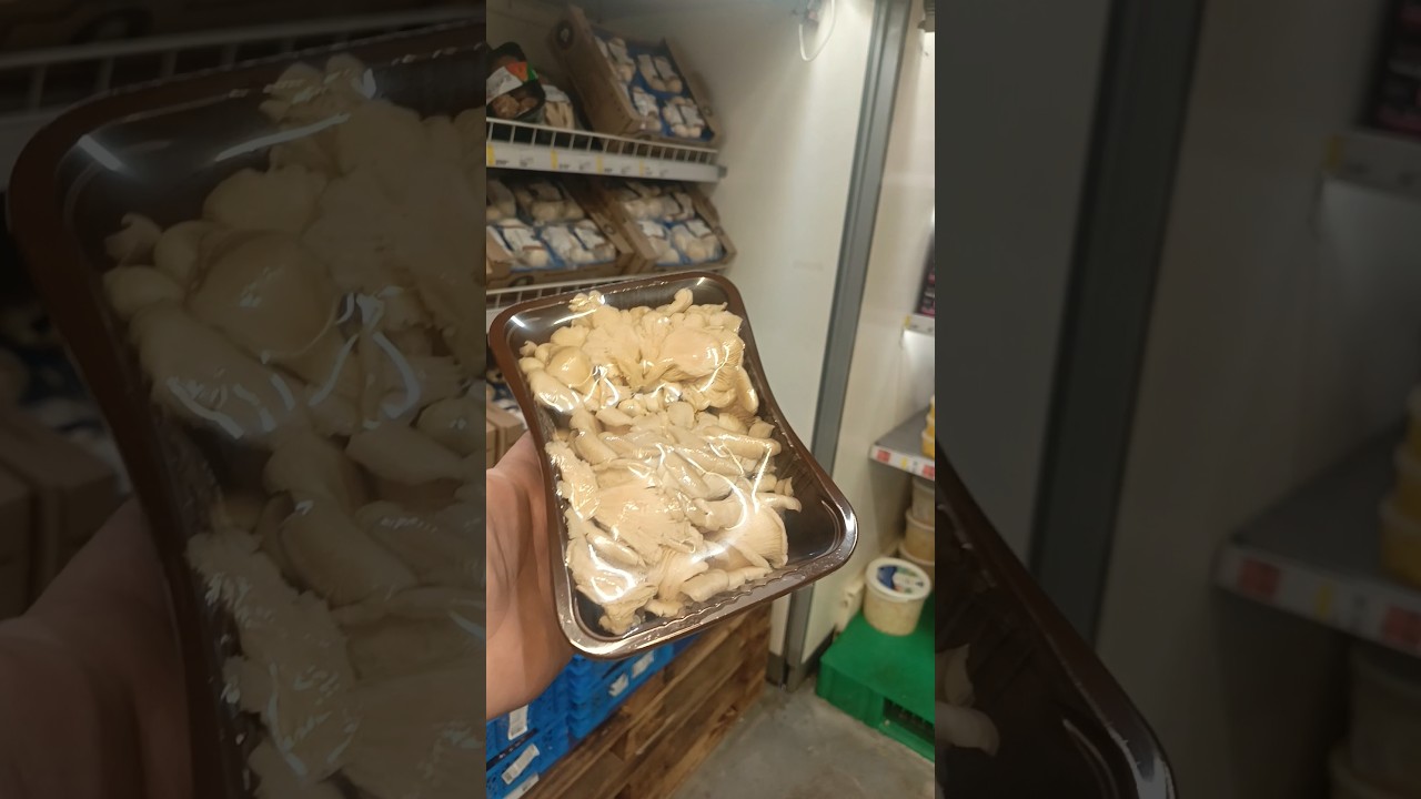 ГРИБЫ ООО"МЕТРО КЭШ ЭНД КЕРРИ" УЛ.ШОССЕЙНАЯ 2Б ПРОДОЛЖАЮТ ТРАВИТЬ ЛЮДЕЙ 15 ОКТЯБРЯ 2025.