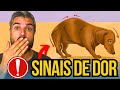 AO MANCAR SEU CÃO DÁ SINAIS DE DOR E PODE SER GRAVE
