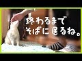 フェレットを飼い始めると、皿洗い中も見守ってくれるwww - ferret lab #239