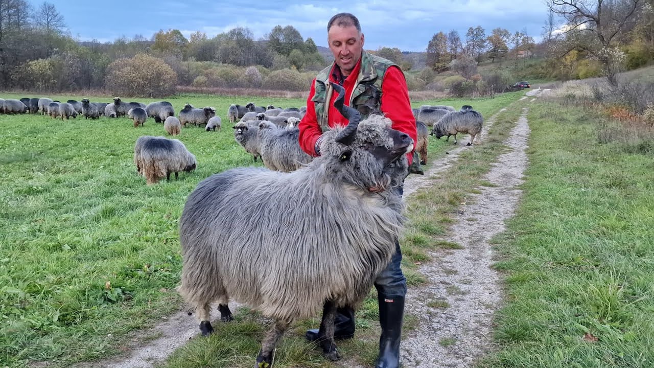 Stado s Vlašića iz Duba  u Podbrdu planduje  i ovan Vilaš  od 5500 KM -