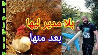 الدجاجة الحاضنة شروطها وطريقةمعاملتها