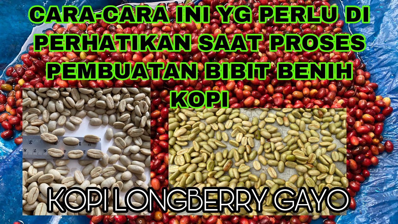 Cara Membuat bibit/benih Kopi Dari Cerry sampai Siap Disemai (Jenis Arabika Gayo 1 abbysinia long)