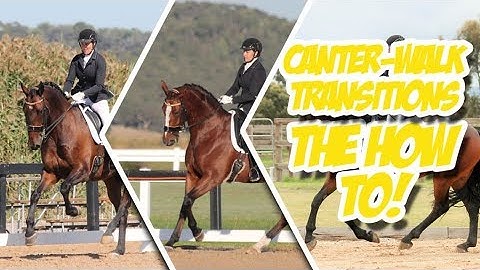 HOW DO I TRAIN CANTER-WALK TRANSITIONS? - Train with Tash