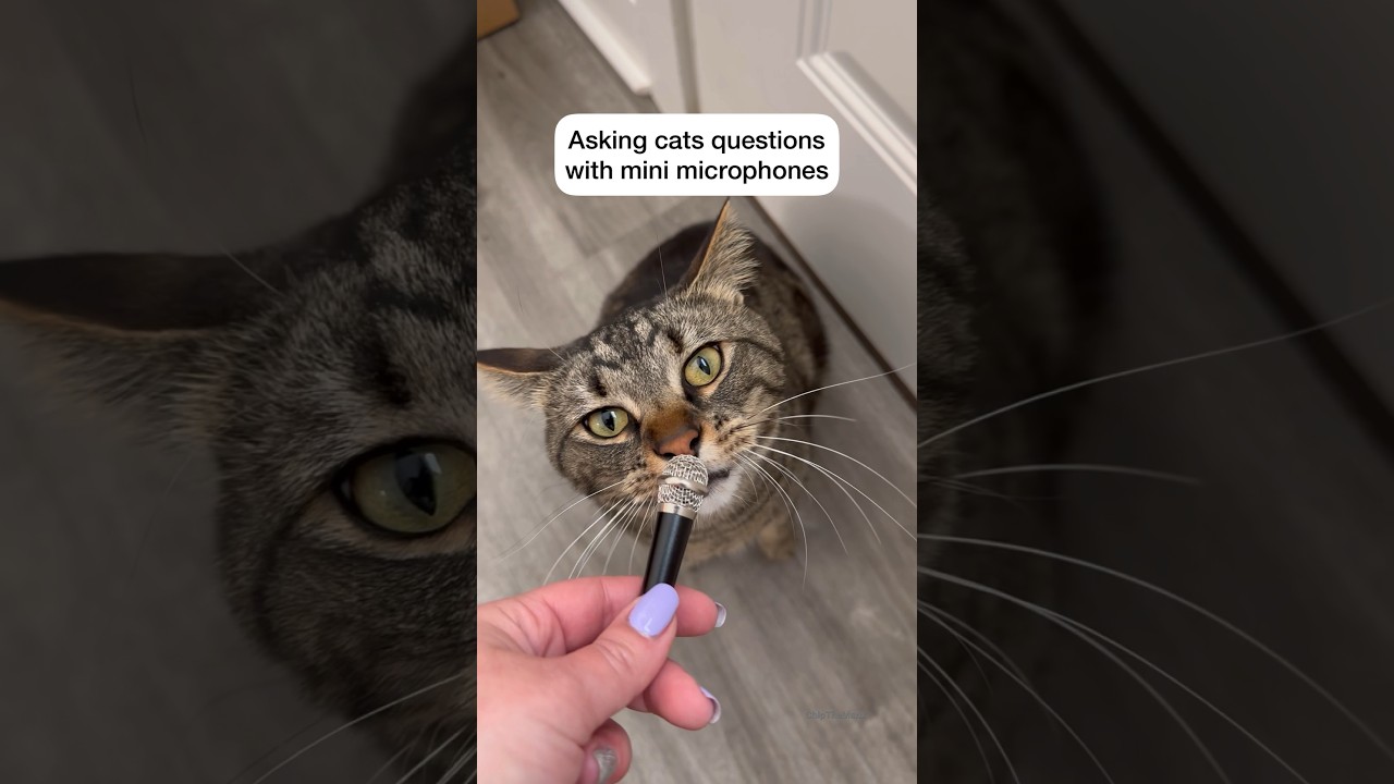 Коты отвечают на вопросы с помощью мини-микрофонов 🙀 