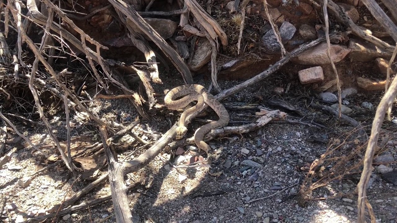 Rattlesnake + Gophersnake Released