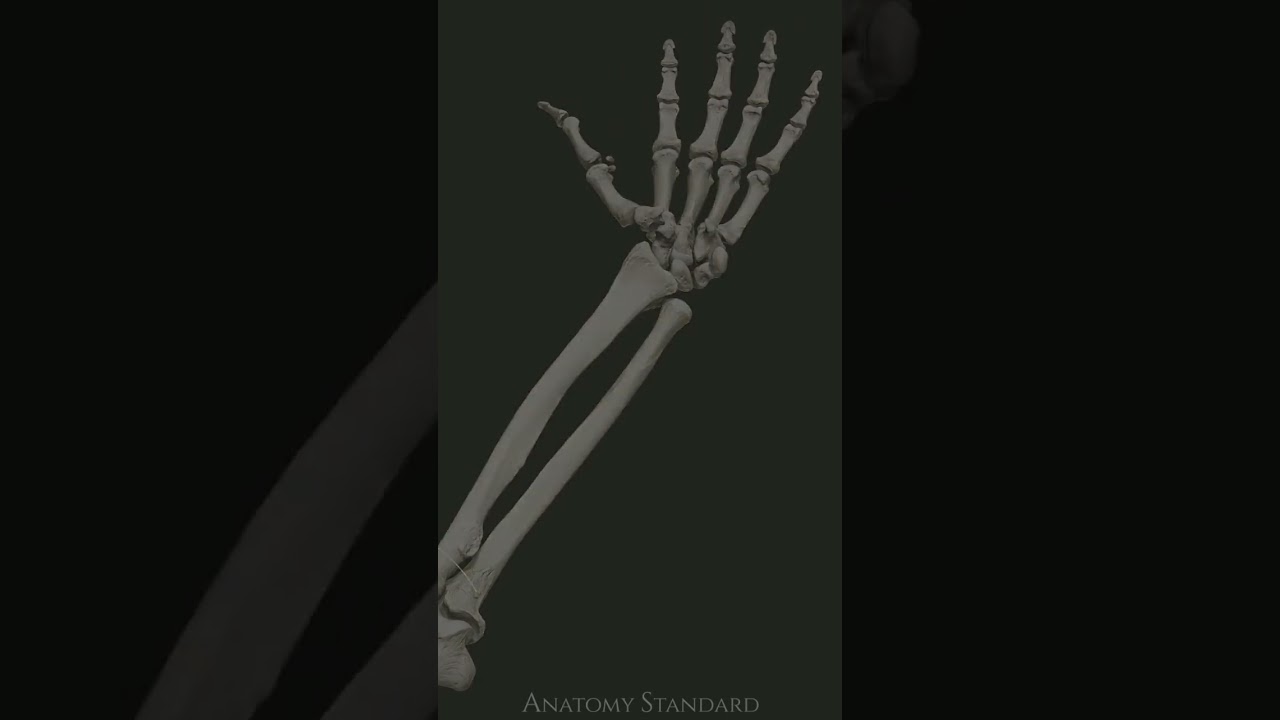 Qo‘l mushaklari tuzilishi #anatomia