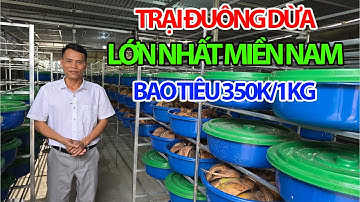 Trại Đuông Dừa Lớn Nhất Miền Nam Hỗ Trợ Bao Tiêu Cho Bà COn 350k/1kg - Mô Hình Hiệu Quả 2025