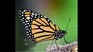 The Climate Crisis, Butterflies, and You!