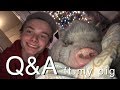 Q&A with my pig