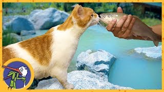 We go to trout farming. Cat Ginger catches trout