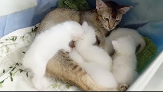 Mother cat's love #momcat #kitten #kittens by Hope & Fun 1,581 views 1 month ago 1 minute, 33 seconds