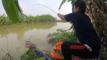 Đi câu cá diếc bằng mồi ngũ cốc bị đàn cá chép to quấn ổ