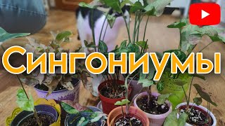 СИНГОНИУМЫ/ ОБЗОР моей коллекции