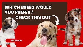 10 Best Family Dogs Breed | Top 10 Perfect Dog Breed Just for You