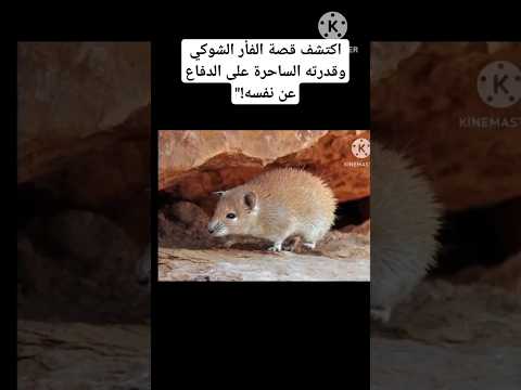 اكتشف قصة الفأر الشوكي وقدرته الساحرة على الدفاع عن نفسه 