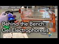 Behind the bench gel electrophoresis
