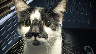 Беременная кошка бродила по стоянке и молила о помощи Беременная кошка бродила по стоянке и молила о помощи