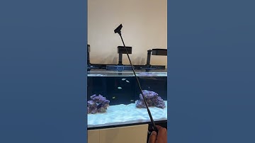 Wavemakers Keep Blowing My Sand — So I Started Raking It Back with an Algae Scraper #ReefTank