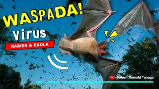 Download Lagu CARA MUDAH MENGUSIR KELELAWAR MP3