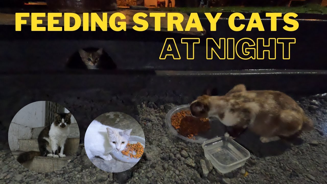 We feed the stray cats at night! Street cat Love The World YouTube