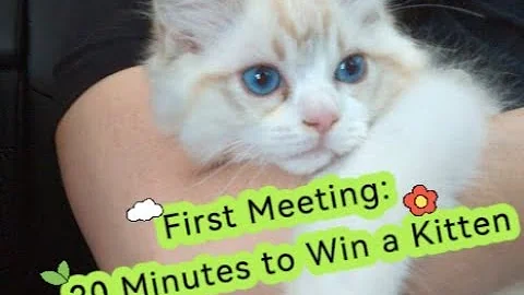 Video 9562381: lynx bicolor, cute lynx, purring, cattery