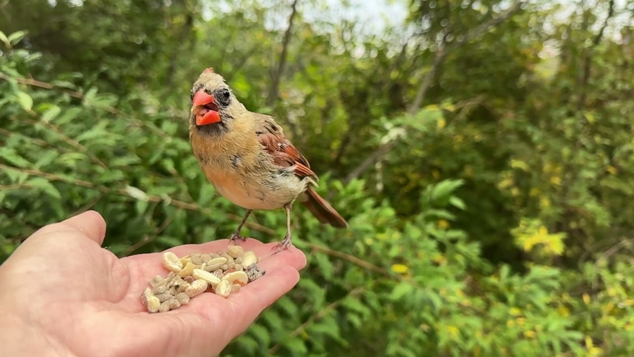 Hand-feeding Birds in Slow Mo - Northern Cardinal