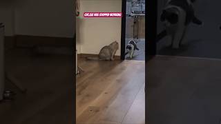 Cat.exe Has Stopped Working 😹