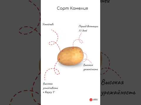 Новый сорт картофеля
