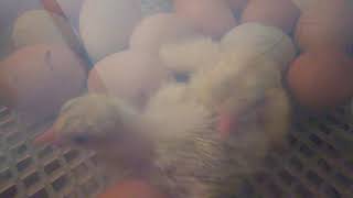 Baby Royal Palm Turkeys Royal Palm Turkeys At One Year Old