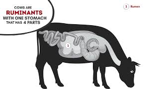 What Do Cows Eat