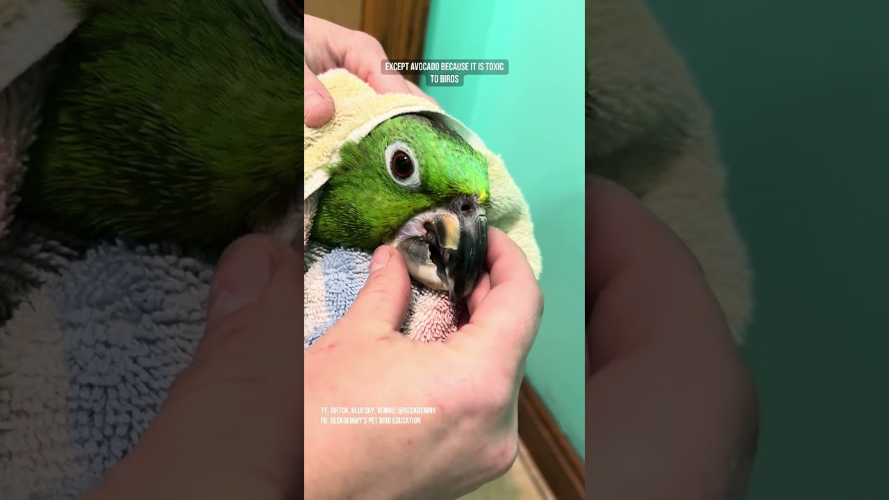 Paco the parrot update - bath and outside time