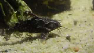 Spotted raphael catfish - Agamyxis pectinifrons Spotted raphael catfish - Agamyxis pectinifrons