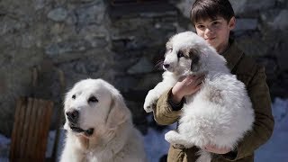 Белль и Себастьян: Друзья навек (2017) Дублированный трейлер HD