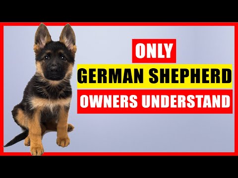Video: All About German Shepherds: 8 cose che potresti non aver conosciuto