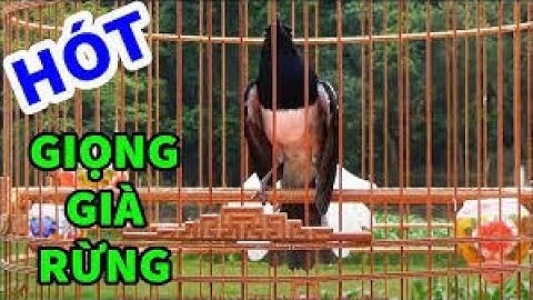 Choè than hót đấu giọng rừng CỰC SUNG Chòe Than Hót Giọng Rừng Kích Trống Căng Lửa hót .c280