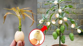 Growing Chicken Eggs On A Mango Tree The Results Were Surprising