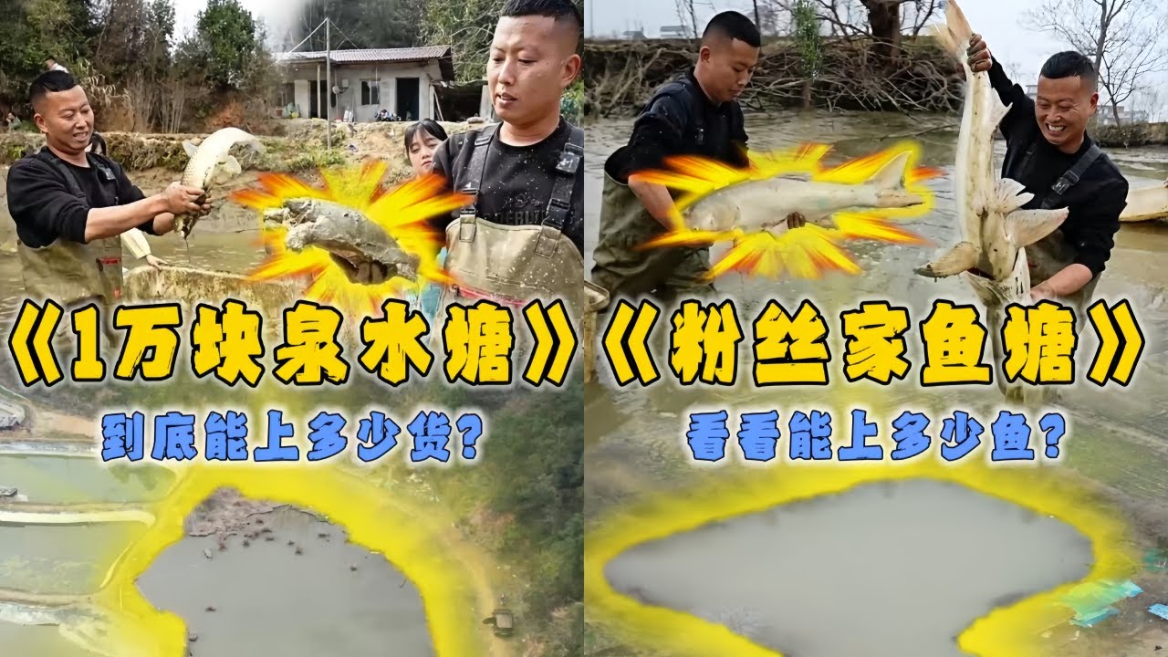 花10000元包下甲鱼养殖场里的鱼塘，看看里面能上多少货？｜花6000元包下粉丝家八九年没干的鱼塘，看看里面能上多少鱼？｜#户外抓鱼 #户外捕鱼 #小飞哥抓鱼 #乡村生活 #农村生活