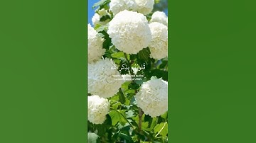 سورة الرعد/الآية 28