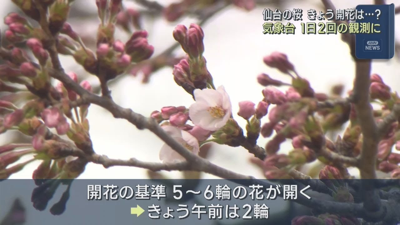 Cherry blossoms in Sendai have not yet bloomed; observations have